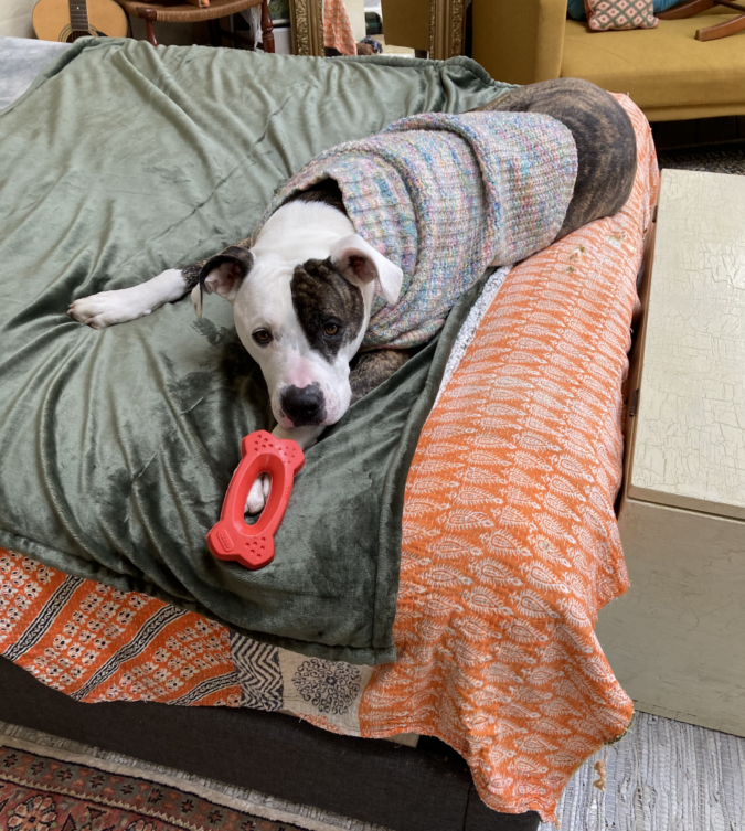 confett-dogs-dog-trainer