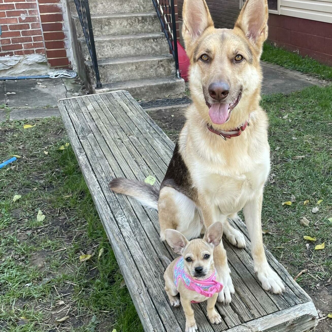 german shepherd and chihuahua