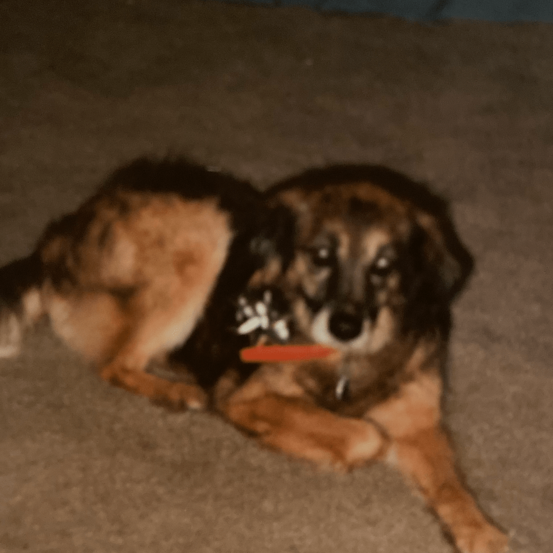 childhood dog lying on a rug