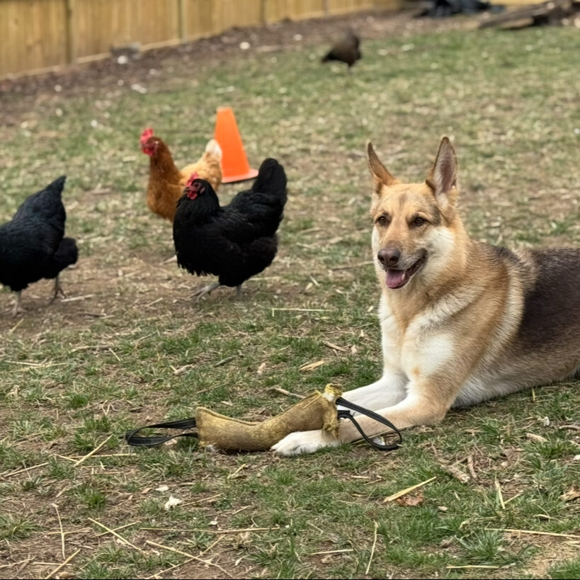 German Shepherd Dog with Chickens
