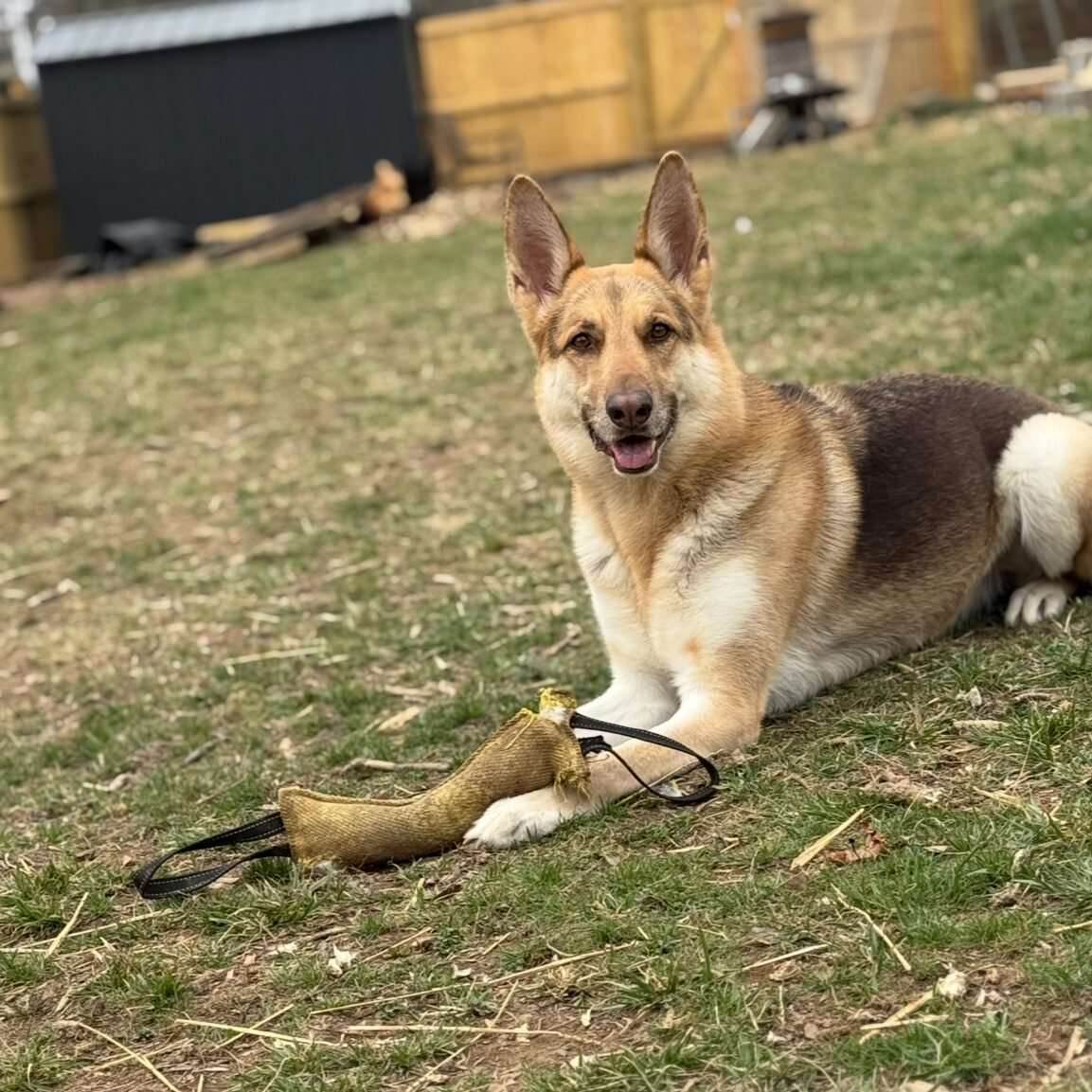 German Shepherd Dog smiling